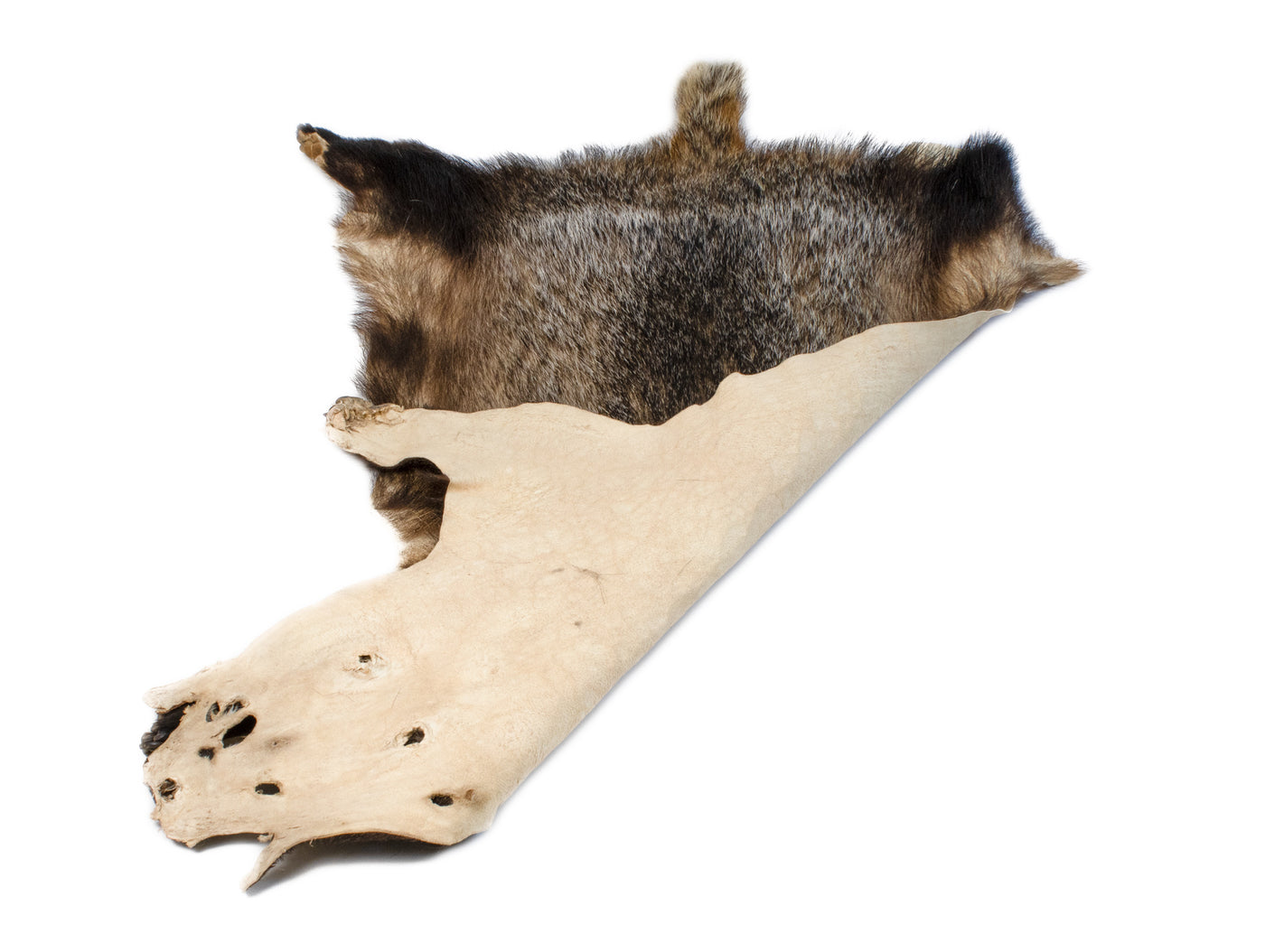 Dachsschwarte Dachsfell Öko in Mv gegerbt LARP Fell Dachs