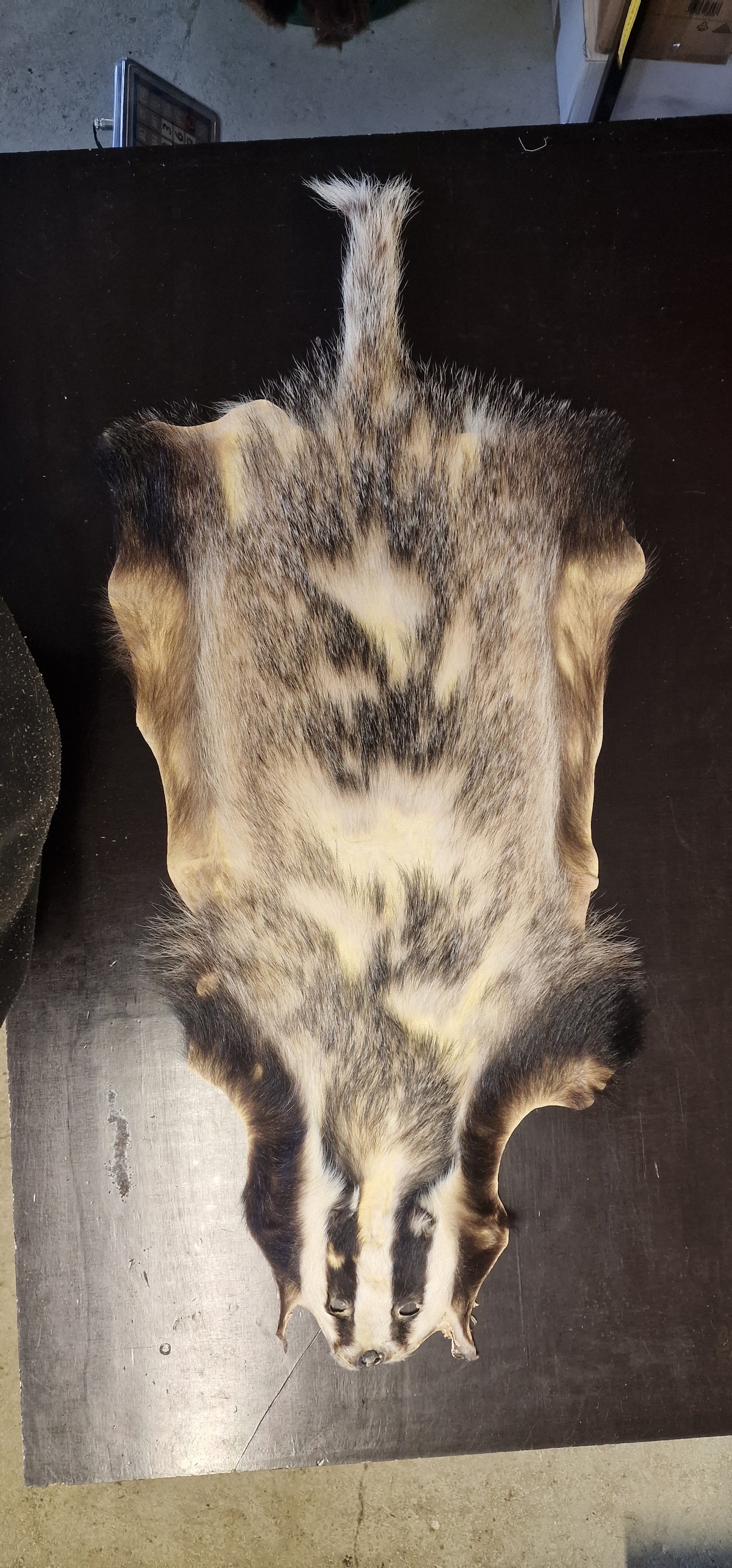 Dachsschwarte Dachsfell Öko in Mv gegerbt LARP Fell Dachs