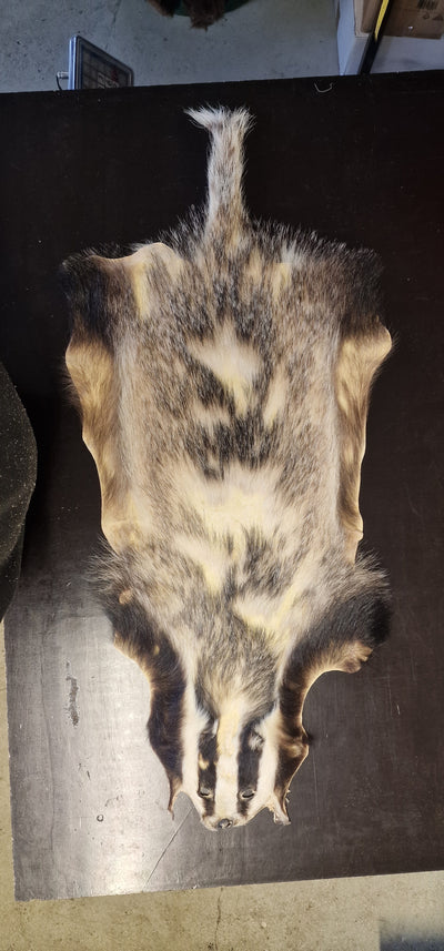 Dachsschwarte Dachsfell Öko in Mv gegerbt LARP Fell Dachs